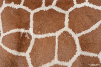Bild på Animal background texture of a giraffe spots pattern